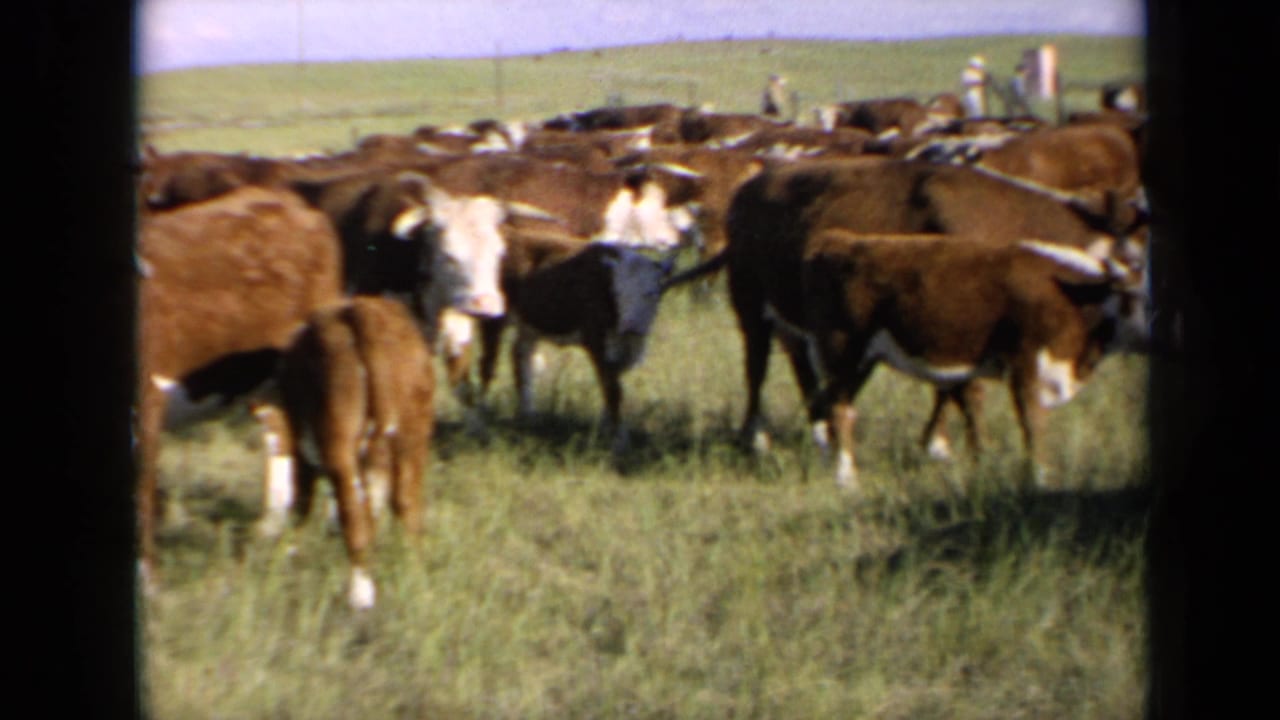 1964 Kansas 8mm frame showing a crowded herd of brown and white cattle in tall grass with open pasture behind them.