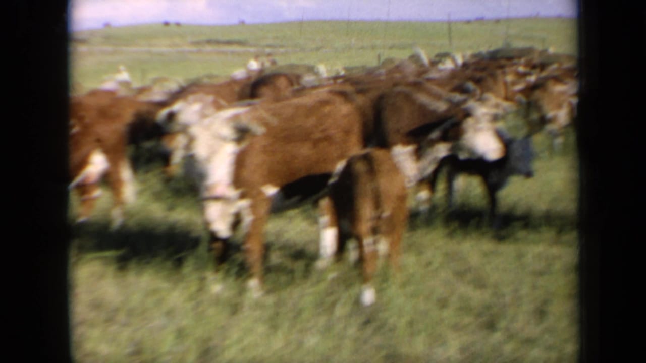 1964 Kansas home-movie frame of cattle close to the camera in a grassy field, with motion blur and visible 8mm frame borders.