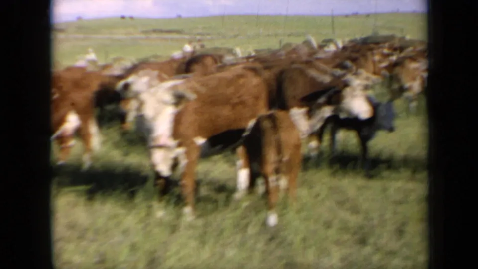 1964 Kansas home-movie frame of cattle close to the camera in a grassy field, with motion blur and visible 8mm frame borders.