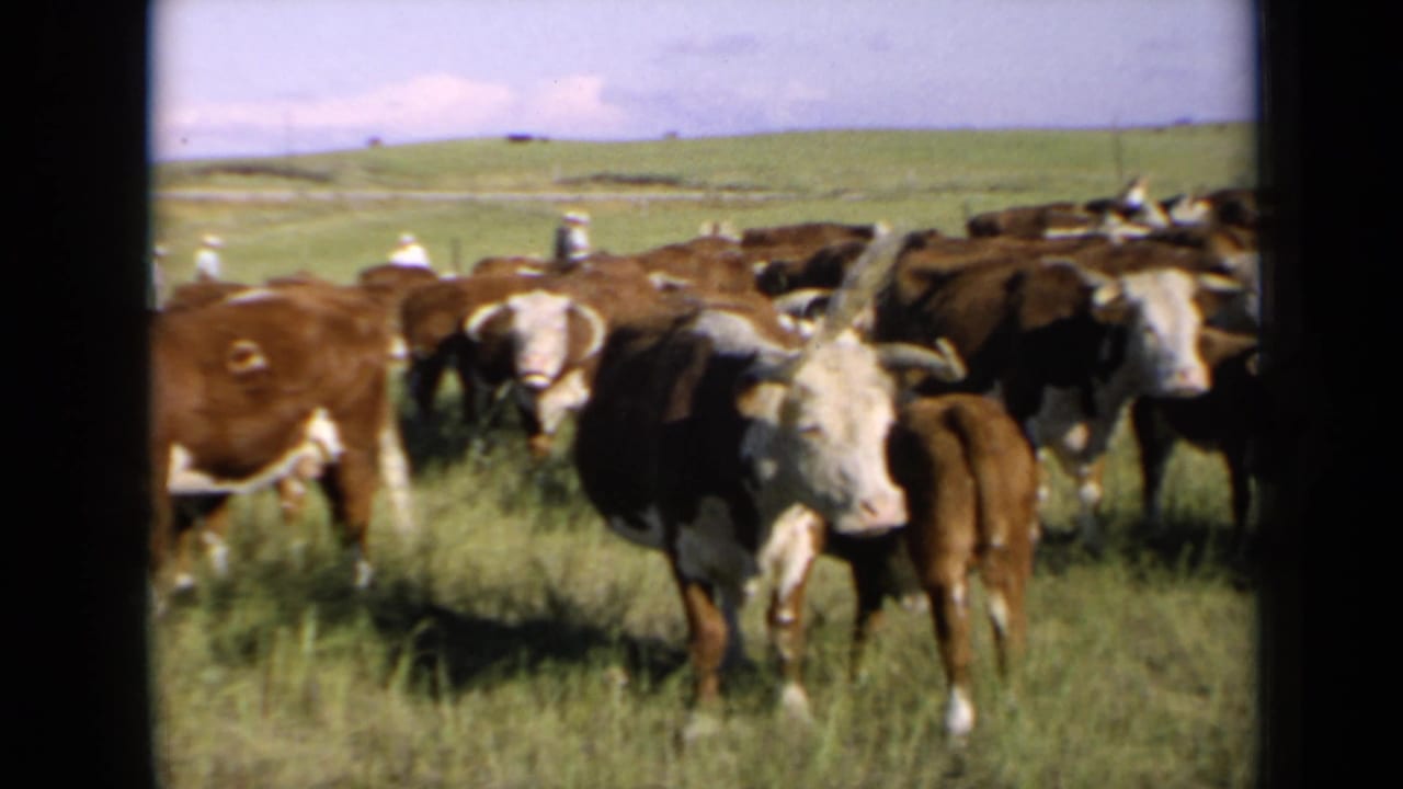 Hereford cattle in a Kansas pasture, filmed in 1964 on soft color 8mm with open hills behind them.