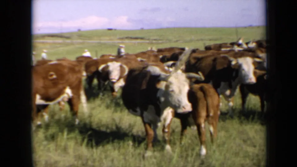 Hereford cattle in a Kansas pasture, filmed in 1964 on soft color 8mm with open hills behind them.