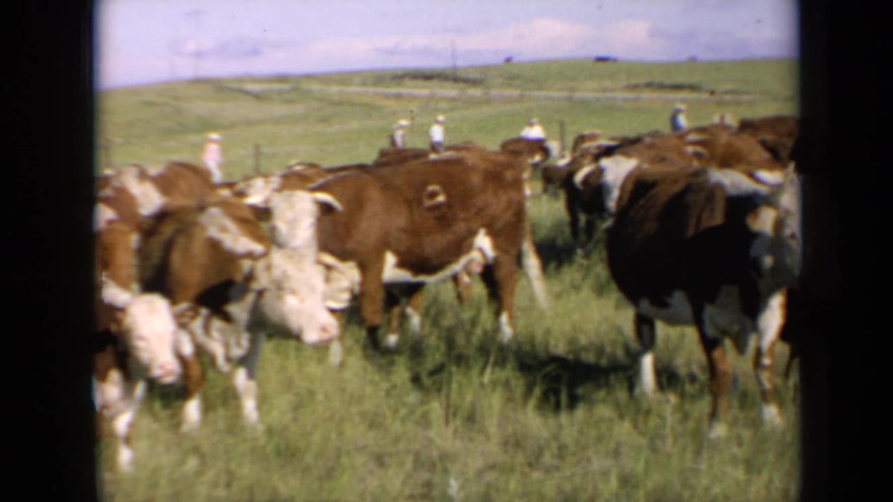 A Hereford herd grazes in Kansas pasture while distant light-clothed figures stand near the fence line.