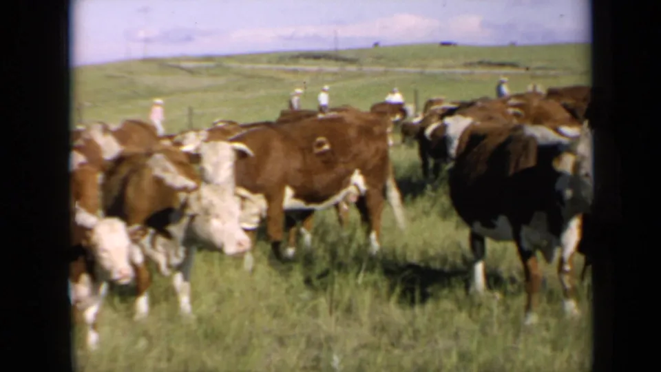 A Hereford herd grazes in Kansas pasture while distant light-clothed figures stand near the fence line.