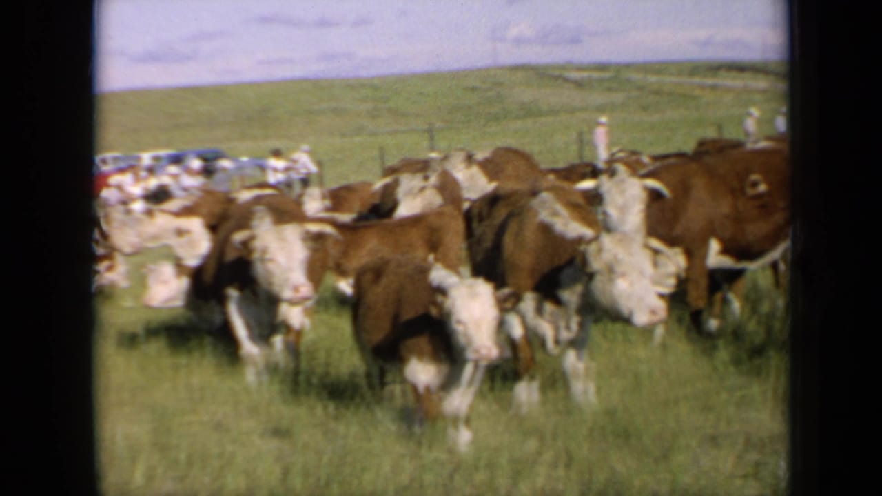 Hereford cattle graze in a Kansas field, with parked vehicles and distant figures beyond the herd.