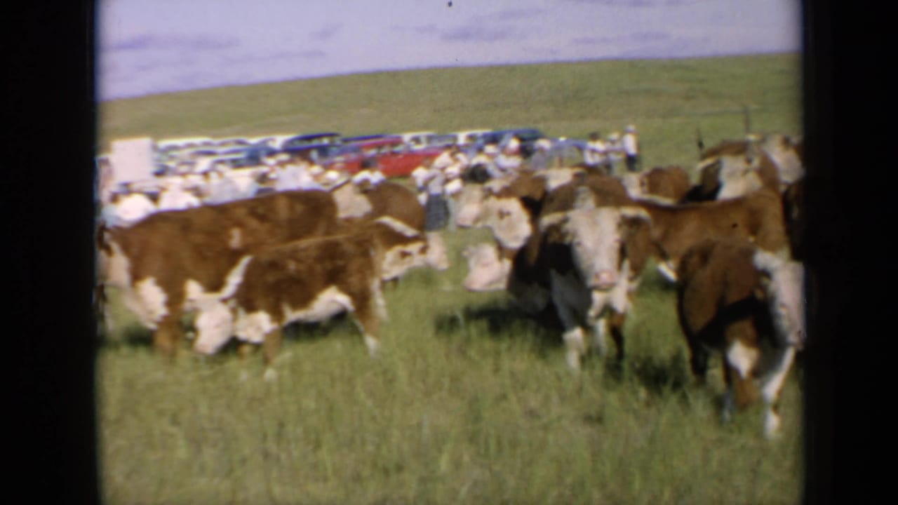 A Hereford herd moves through a 1964 Kansas pasture, with parked cars and distant people beyond the animals.
