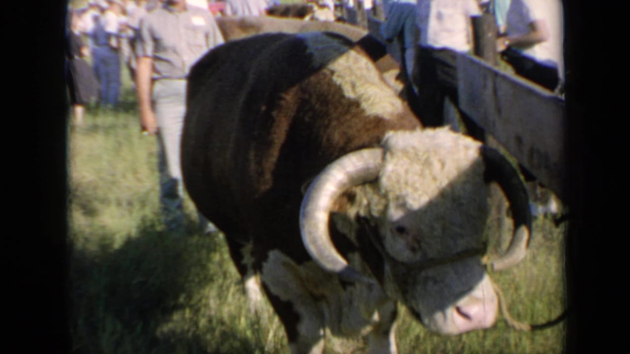 1964 Kansas 8mm frame showing a horned Hereford bull close to camera in a grassy farm sale setting with onlookers behind it.