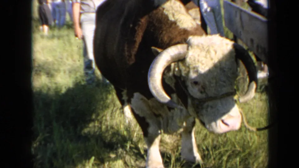 The horned Hereford bull faces forward in bright sun during the Kansas farm sale, with people and a barrier visible behind it.