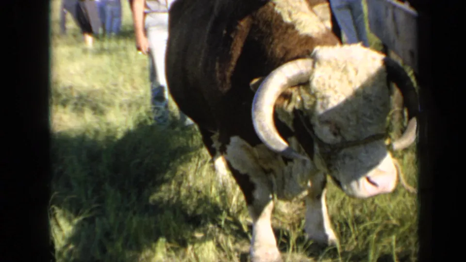 A close 8mm view shows the Hereford bull shifting in the grassy Kansas sale area, with legs of nearby people visible behind it.