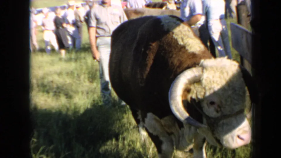 The 1964 Kansas farm-sale frame shows the horned Hereford bull angled away from camera, with a small crowd standing in the grassy background.
