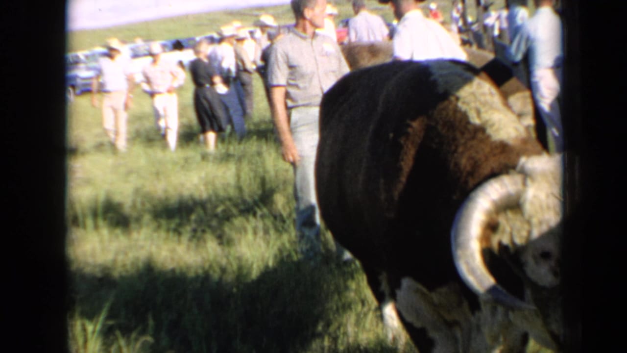 In Kansas 1964 home-movie footage, a large brown and white horned steer stands in grass while fair visitors watch nearby.