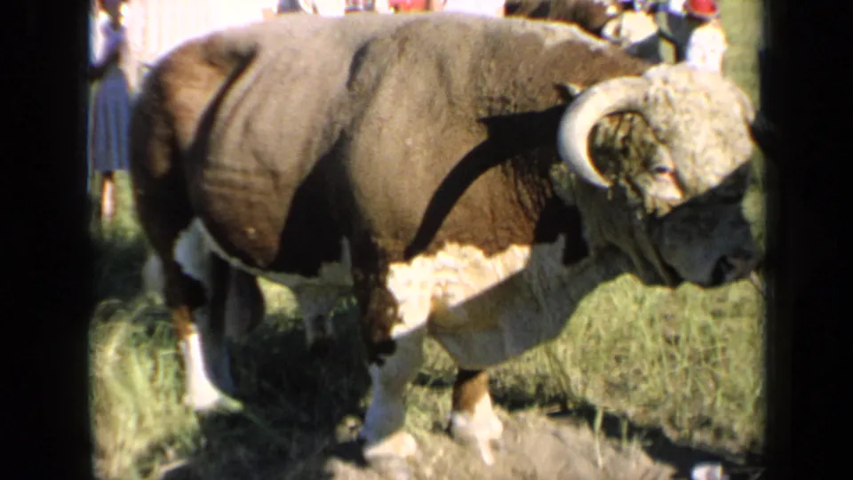 The steer fills much of the frame as spectators stand around it in the sunny Kansas fairground setting.