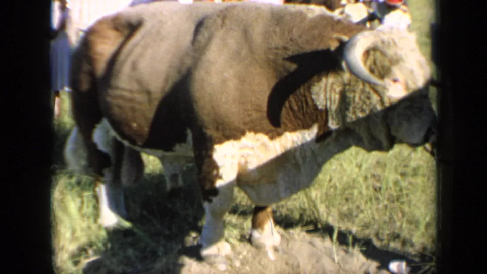 A close handheld frame shows the steer’s body and horns as it passes near visitors at the 1964 Kansas agricultural gathering.