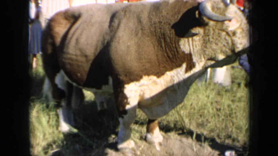 The final frame shows the brown and white steer in profile, with fair visitors partly visible at the edge of the sunny Kansas scene.