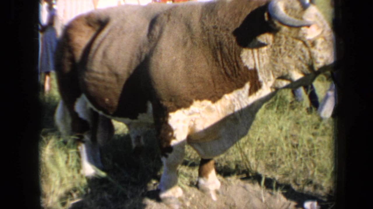 1964 Kansas 8mm frame of a horned auburn-and-white bovine standing in bright grass with partial figures in the background.