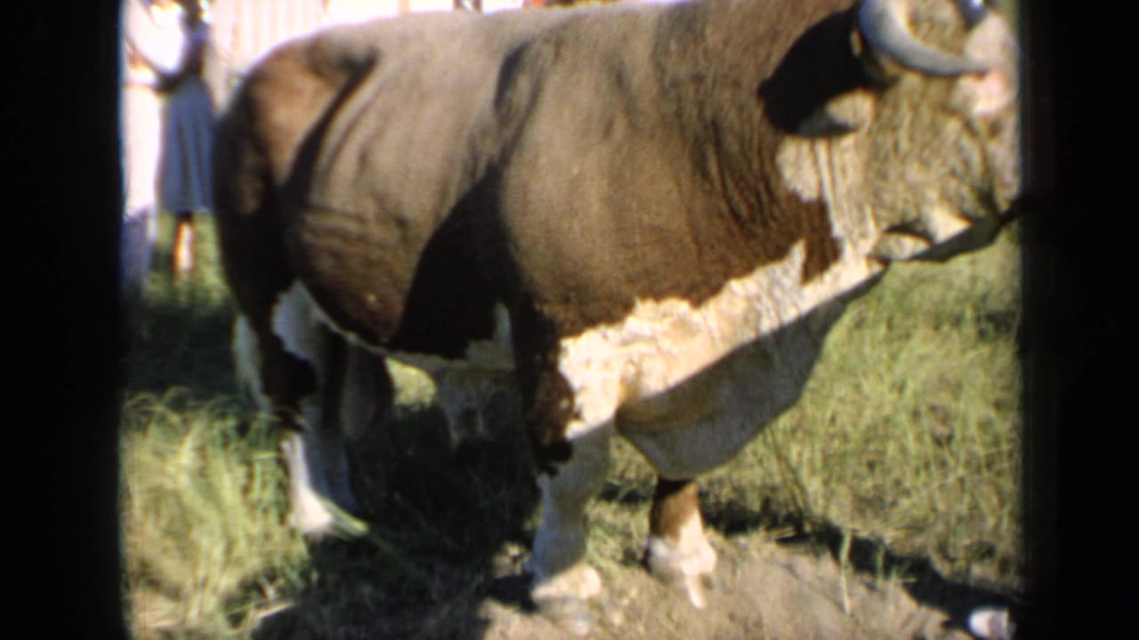 1964 Kansas home-movie frame showing the horned auburn-and-white bovine from the side, with cropped people behind it.