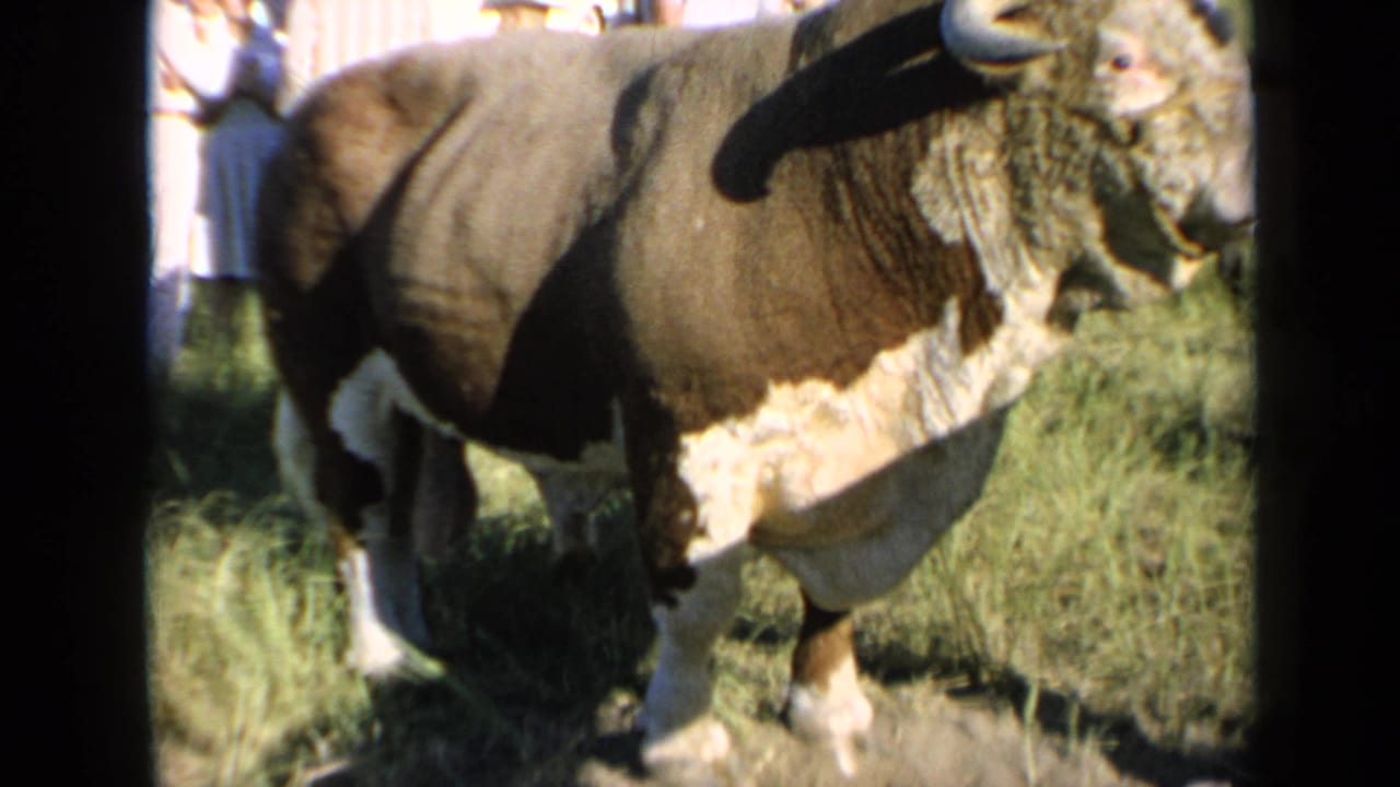 1964 Kansas 8mm frame of the auburn-and-white bovine side-on, with a partly visible person near the background.