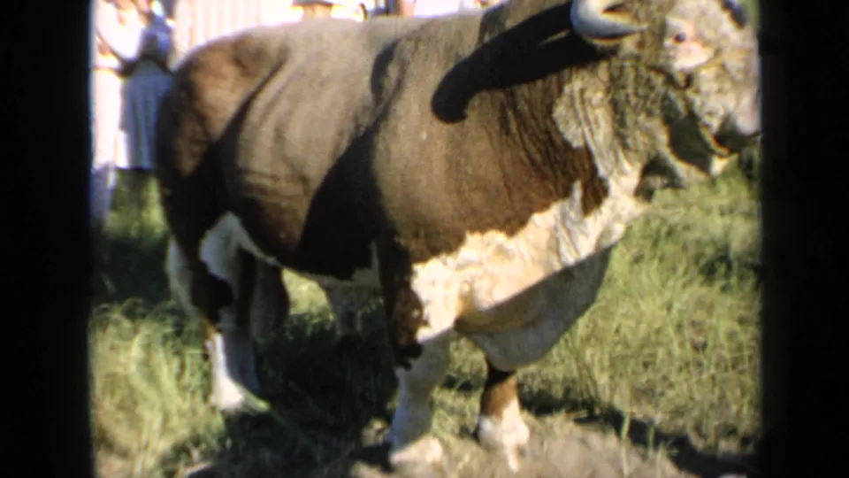 1964 Kansas 8mm frame of the auburn-and-white bovine side-on, with a partly visible person near the background.