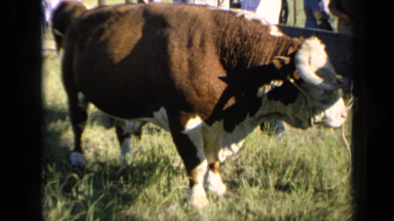 1964 Kansas frame showing the bovine angled to the right, its white face, horns, and auburn coat visible in the grass.