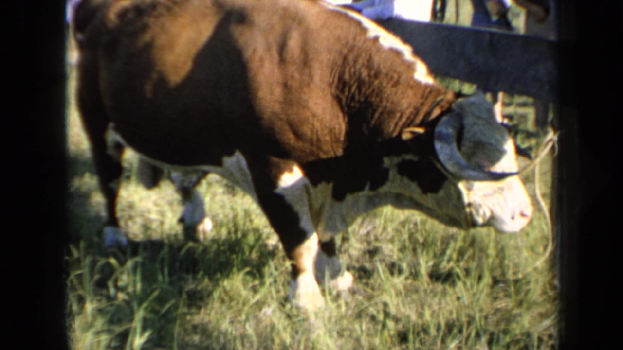 Brown-and-white horned bull in a grassy Kansas fair setting in 1964, with a fence rail and faint people behind it.