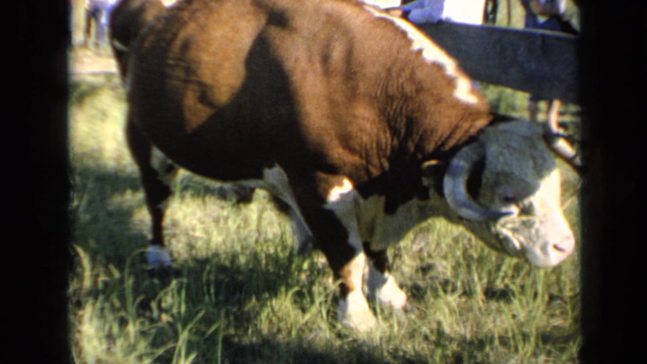 The bull lowers its head in the grassy fairground area, with its horns, white face, and fence rail visible.