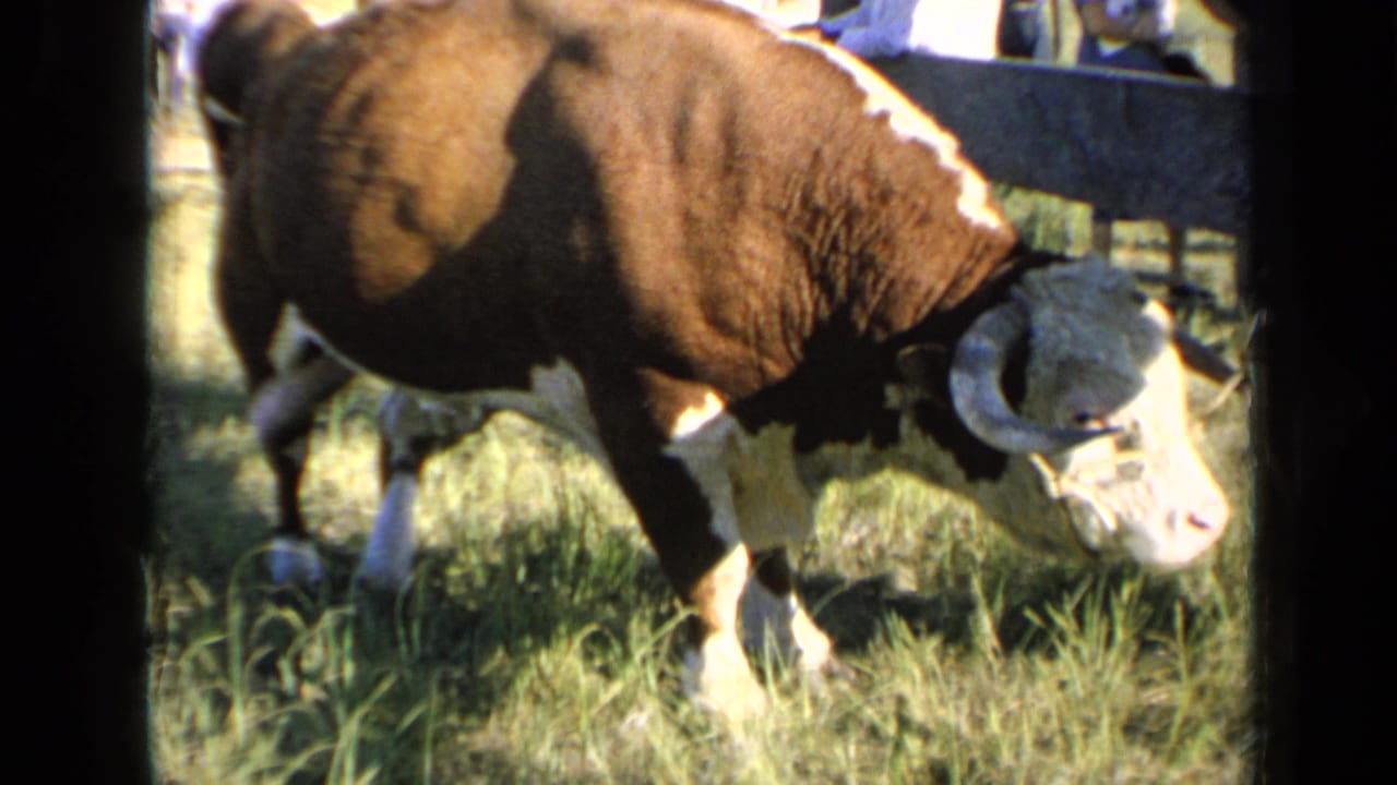 In the Kansas fair footage, the bull raises a hind leg while standing in tall grass beside the wooden fence.