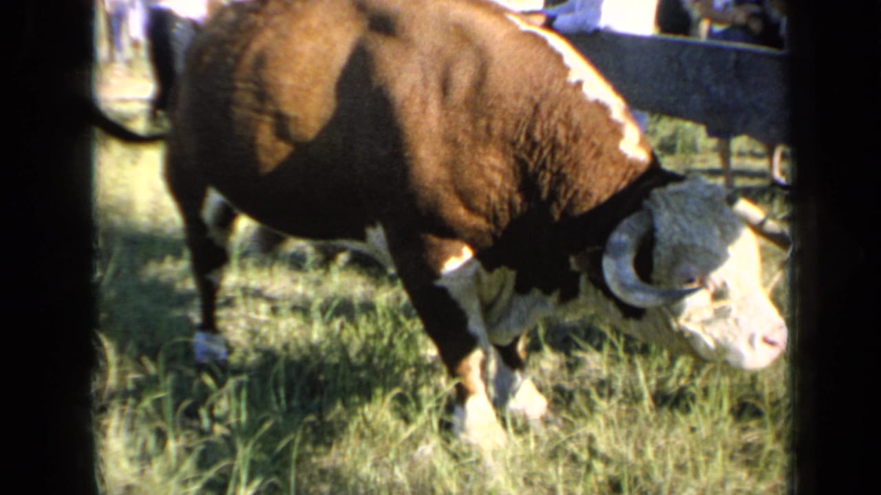 The horned bull remains near the fence in the grassy Kansas fair scene, its head lowered and body partly shadowed.