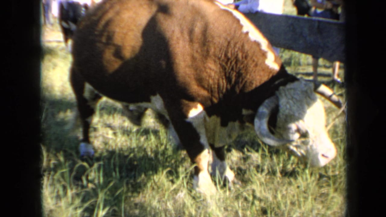 Horned brown-and-white bull grazing in tall grass beside a wooden fence.