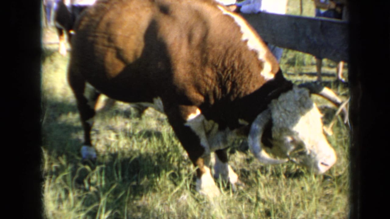 The bull remains near the fence in this 1964 Kansas pasture view, with soft 8mm grain and background figures partly visible.