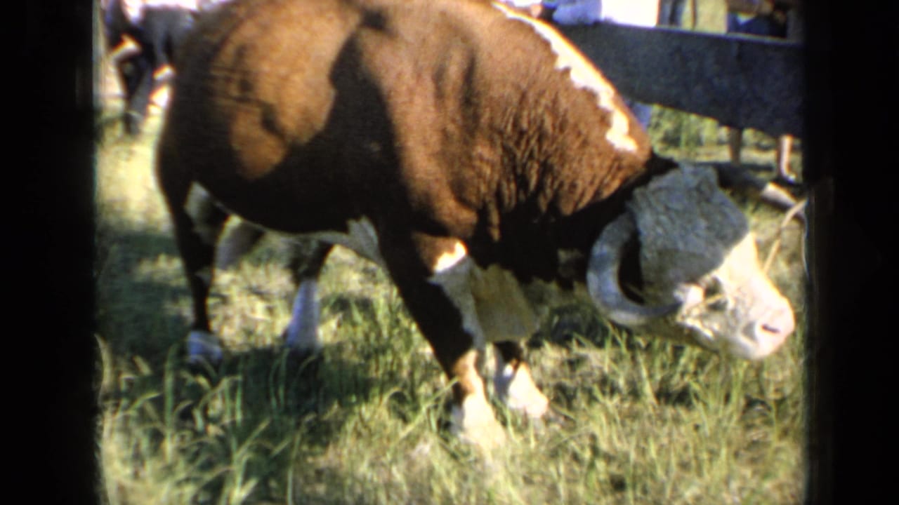 A close pasture view shows the brown-and-white bull grazing, with the fence and 8mm frame edge visible.