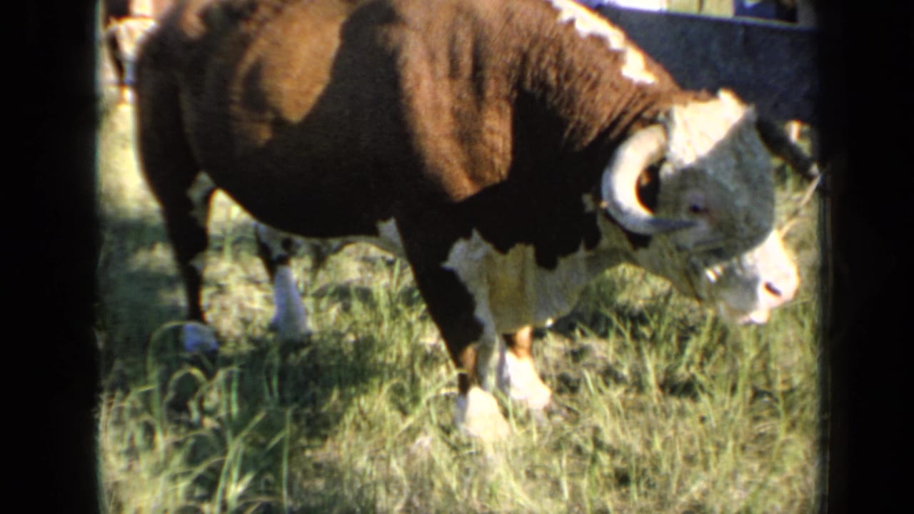 The bull turns slightly in the Kansas pasture, its white face and curved horn caught in warm 8mm color.