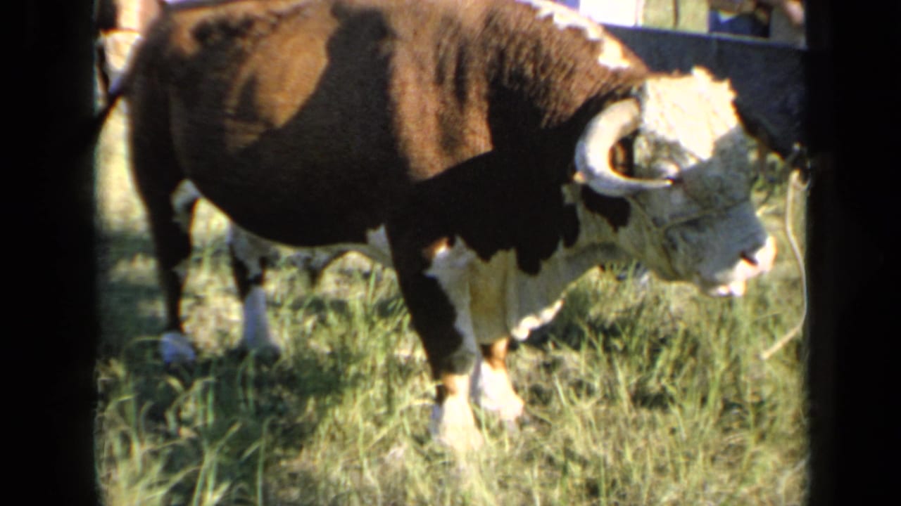 Large brown-and-white horned bull standing in tall grass near fencing.