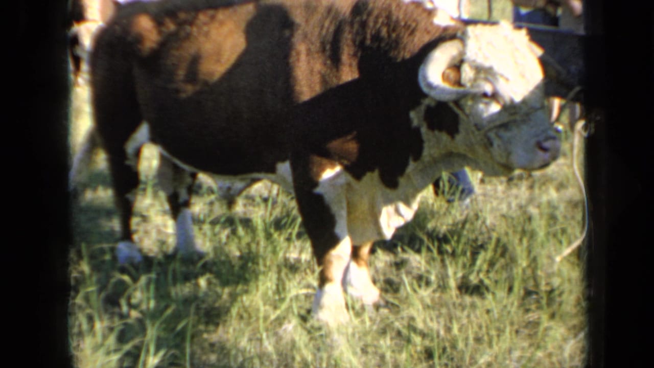 Horned bull in profile standing in grass with fencing behind it.