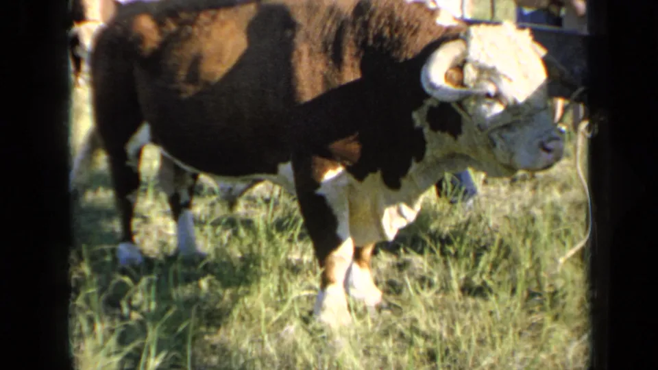 1964 Kansas home-movie frame showing a horned brown-and-white bull in profile in a grassy fenced area.
