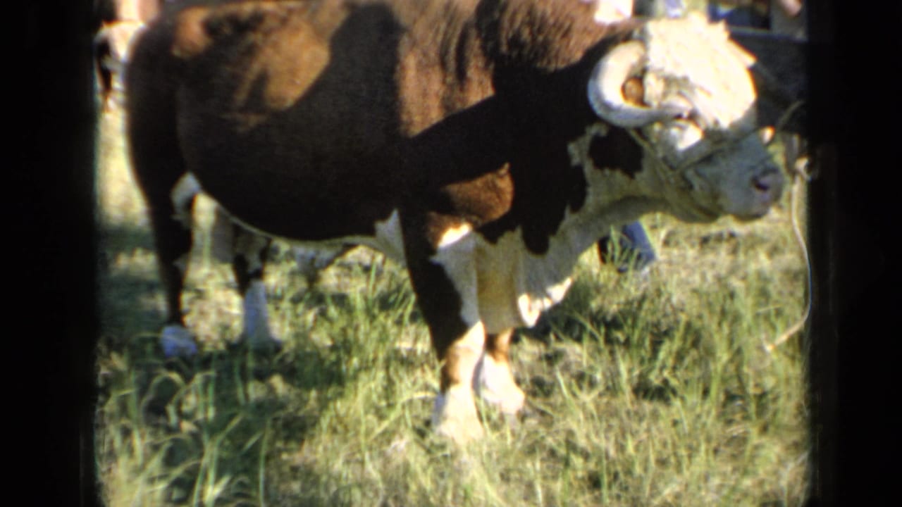 1964 Kansas 8mm frame with the horned bull close to camera, standing in grass with its head turned.