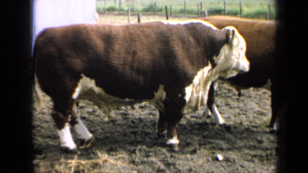 1964 Kansas home-movie frame of a large bull in a muddy fenced enclosure with another cow partly visible nearby.