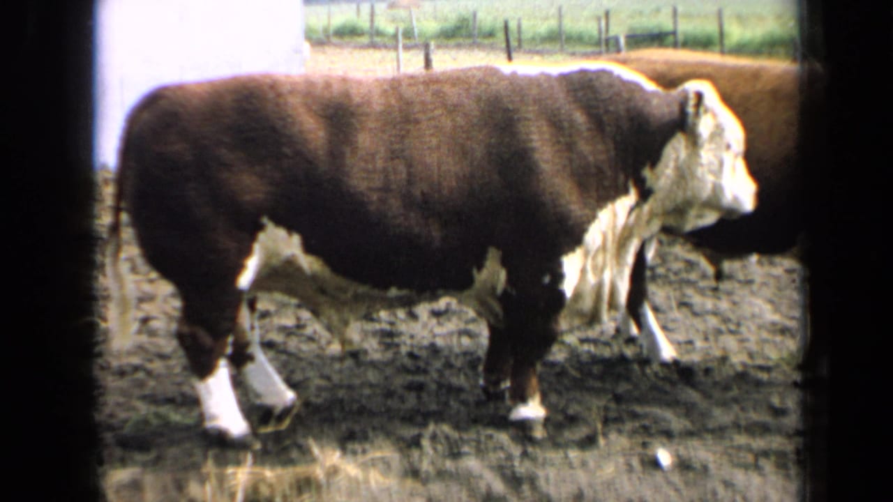 1964 Kansas 8mm frame of a brown-and-white Hereford bull standing side-on in a muddy farm pen.