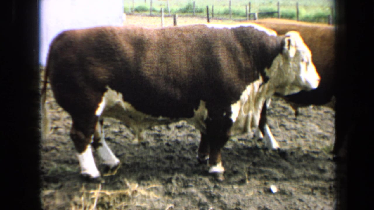 Hereford bull in profile with another cow partly visible behind it.