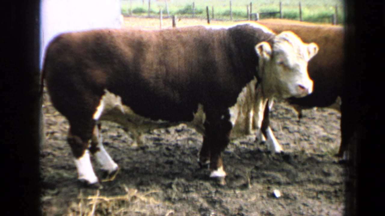 1964 Kansas 8mm frame of a Hereford bull turning its head toward the camera while standing in a farm pen.