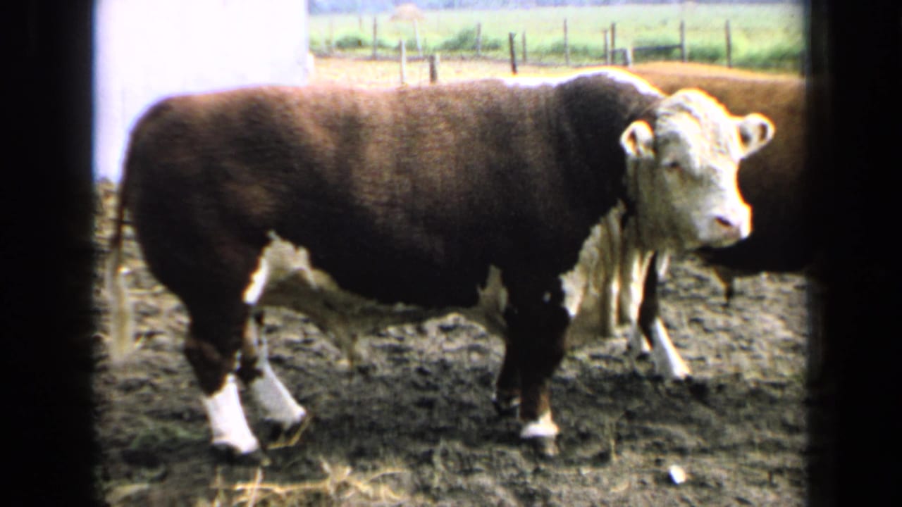 1964 Kansas home-movie frame of a Hereford bull standing in mud with another cow partly behind it and fields beyond the fence.