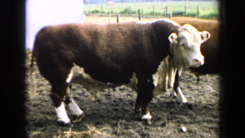 1964 Kansas home-movie frame of a Hereford bull standing in mud with another cow partly behind it and fields beyond the fence.
