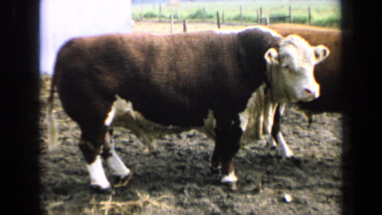 Brown-and-white Hereford bull stands in a muddy Kansas farm pen in 1964, with fence posts and fields behind it.