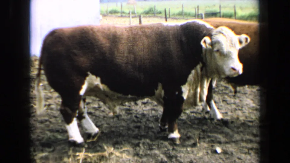 Brown-and-white Hereford bull stands in a muddy Kansas farm pen in 1964, with fence posts and fields behind it.