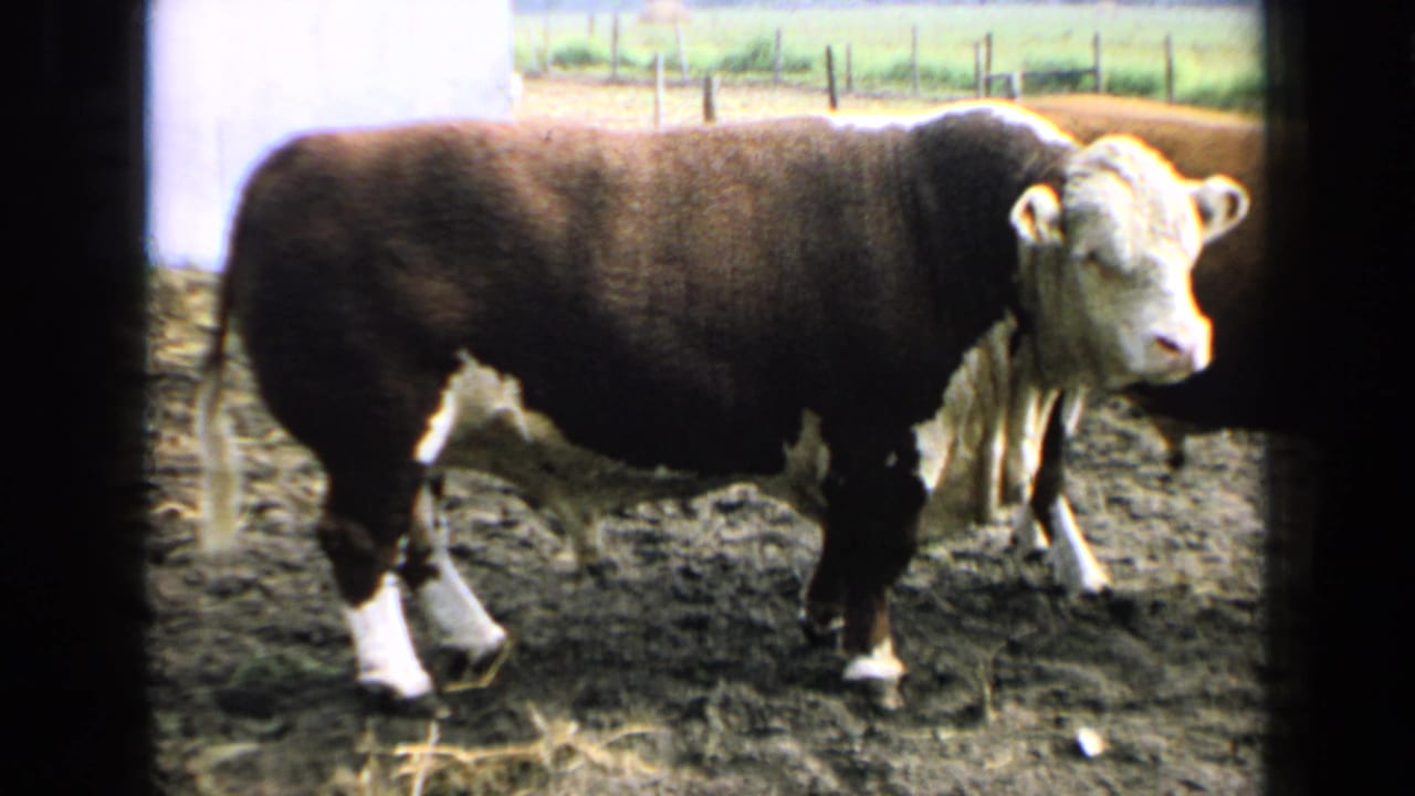 The bull stands closer in the frame, showing its white face and legs against a dark body in the Kansas farm pen.
