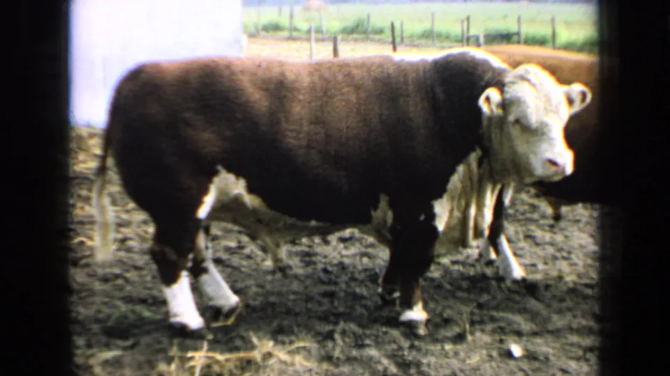The bull stands closer in the frame, showing its white face and legs against a dark body in the Kansas farm pen.
