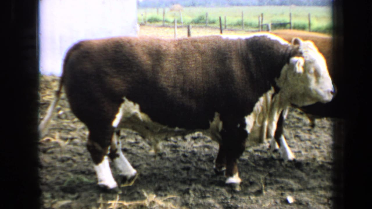 The 1964 Kansas farm clip ends with the Hereford bull side-on in the enclosure, partly looking away from the camera.