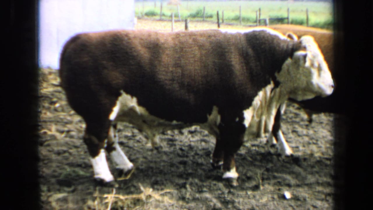 1964 Kansas 8mm frame of a brown-and-white beef bull standing in a muddy farm pen, with fence posts and green field in the background.