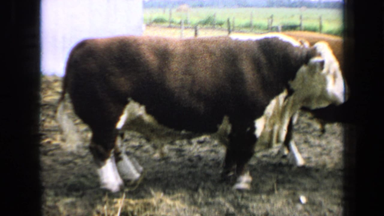 Bull standing in profile in the same muddy pen, with its white face near the right edge.