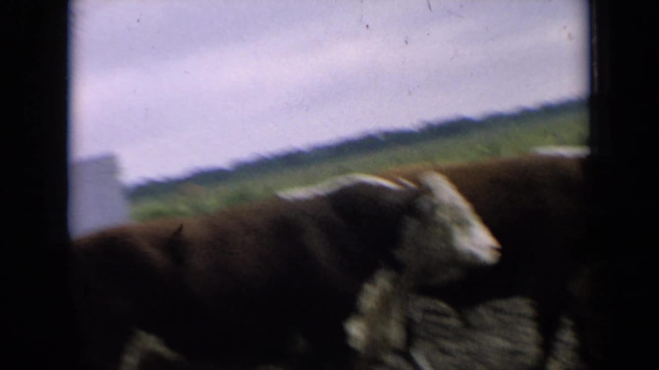 1964 Kansas 8mm frame showing a brown-and-white cow partly obscured at the edge of a muddy outdoor livestock area.