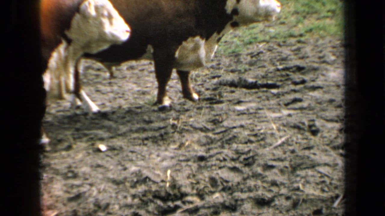 1964 Kansas 8mm frame of a brown-and-white cow standing on muddy ground, with another animal partly visible nearby.
