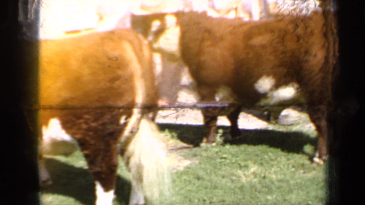 1964 Kansas 8mm frame showing two brown-and-white cattle near a low rail, filmed in bright outdoor light.